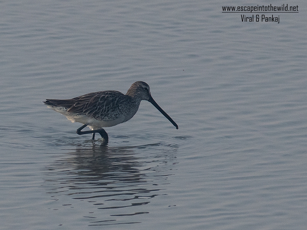 Asian Dowitcher 